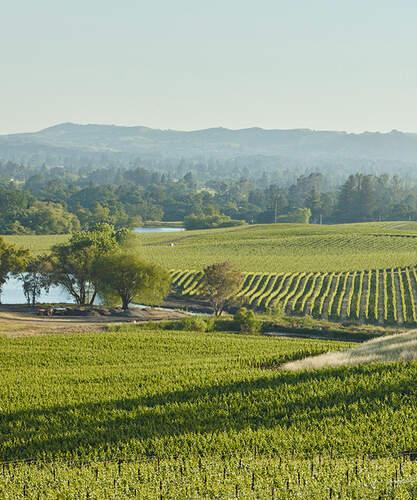 Our Vineyards